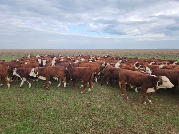 Lote 150 Terneros en Esquina, Corrientes