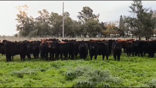 Lote 57 Terneros