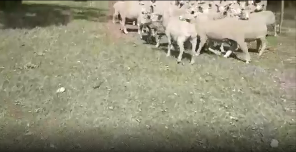 Lote 42 Ovejas en San José