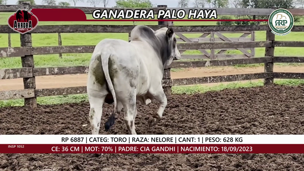 Lote TORO