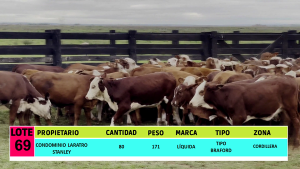 Lote LOTE 69 - 80 TERNERAS CBO 2