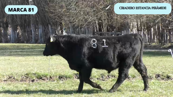 Lote 1 Toro en Río Ibáñez, XI Región Aysén