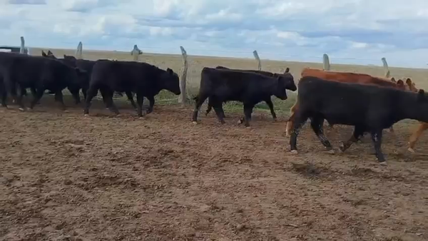 Lote 120 Terneros en Entre Ríos, San Salvador