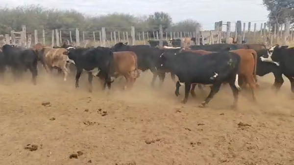 Lote 57 Novillitos en Quimilí, Santiago del Estero