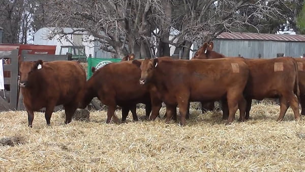 Lote VAQUILLONAS PURAS CONTROLADAS CON GARANTÍA DE PREÑEZ
