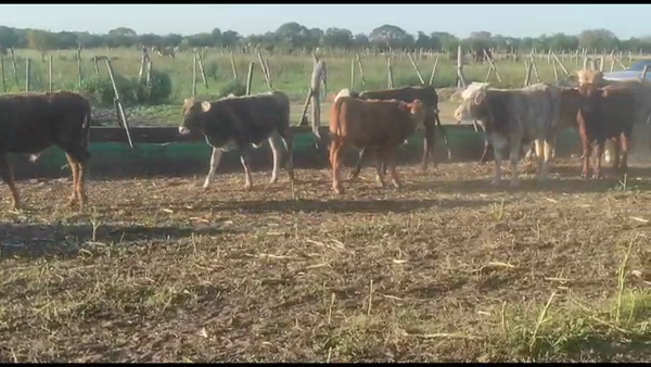 110 Terneros en San Luis del Palmar, Corrientes