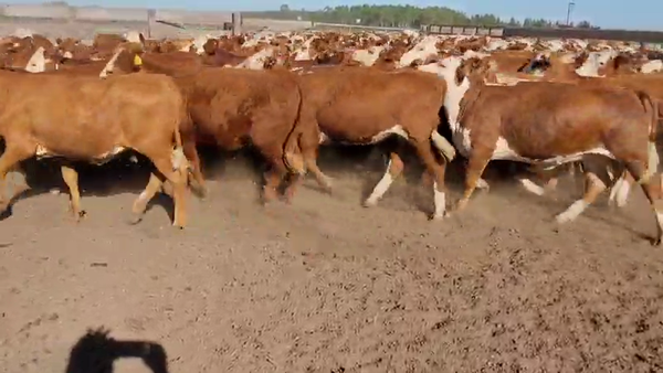 Lote 165 Terneras en Villaguay, Entre Ríos