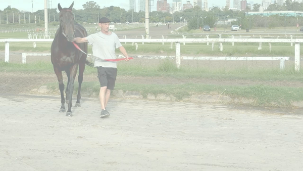 Lote ESTIGMA (IL CAMPIONE -  SIGMA PARODI) EN TRAINING