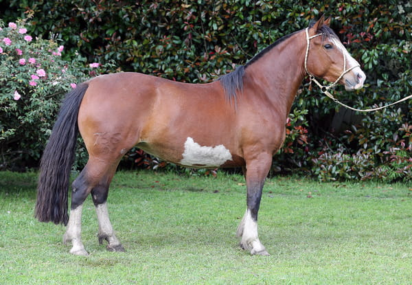Lote Penélope Caraguatá