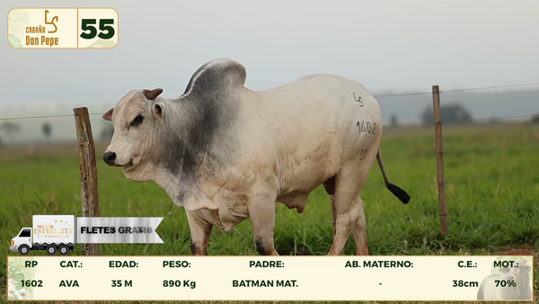 Lote LOTE 55