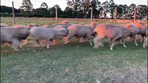 Lote OVEJAS Y BORREGAS ENCARNERADAS