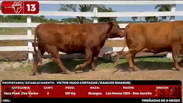 Lote LOTE 13 - POR PANTALLA
