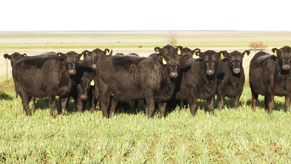 Lote LA LEGUA: VAQ. ANGUS NEGRAS P. CONTROLADAS C/GTÍA DE PREÑEZ