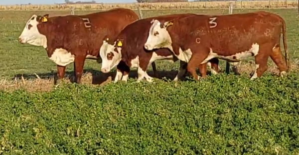 Lote CABAÑA DON JOSE