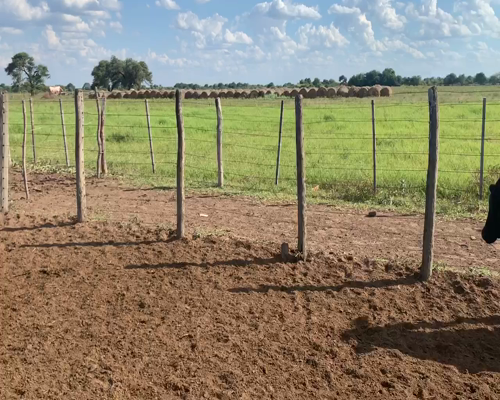 Lote 90 Terneros/as en Juan José Castelli, Chaco