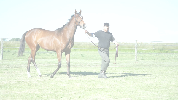 Lote PEINADORA NIK (NICODEMUS -  APASIONADA GULCH)