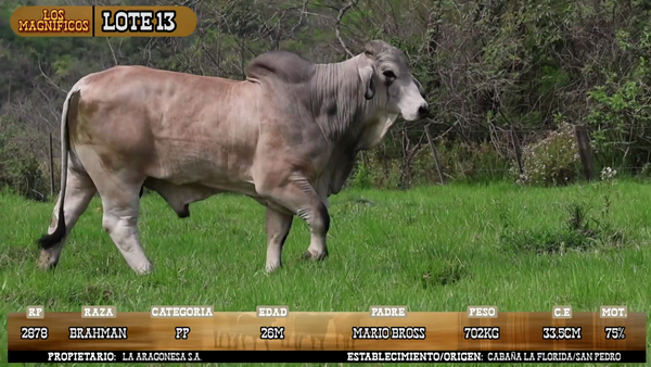 Lote LOTE 13