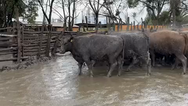 Lote 50 Vaquilla Gorda en VII  Región Maule, Yerbas Buenas