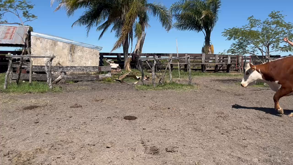 Lote 46 Vaca Consumo en Corrientes, Curuzú-Cuatiá