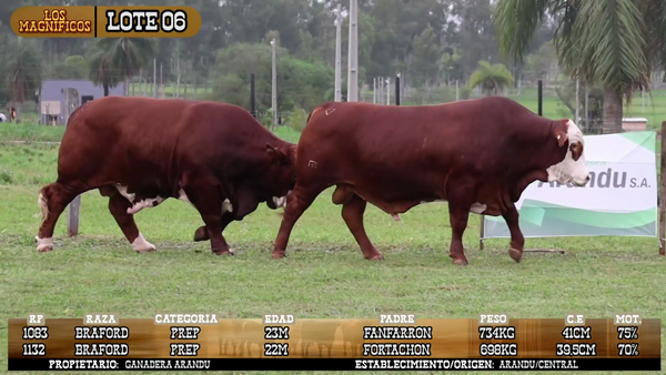 Lote LOTE 6