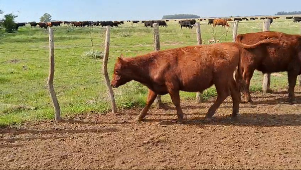 Lote 101 Terneros en Magdalena, Buenos Aires