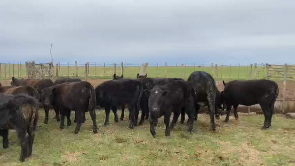 Lote Terneros/as en Rivera, Buenos Aires