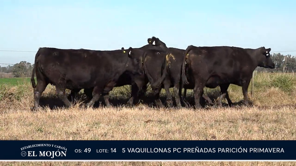 Lote NEGRAS PREÑADAS PARICIÓN PRIMAVERA