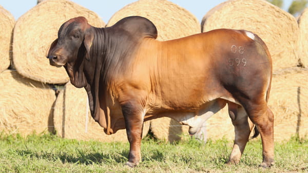 Lote LOTE 55