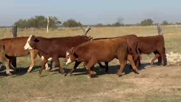 Lote 71 Terneros/as en Corrientes, Paso de Los Libres