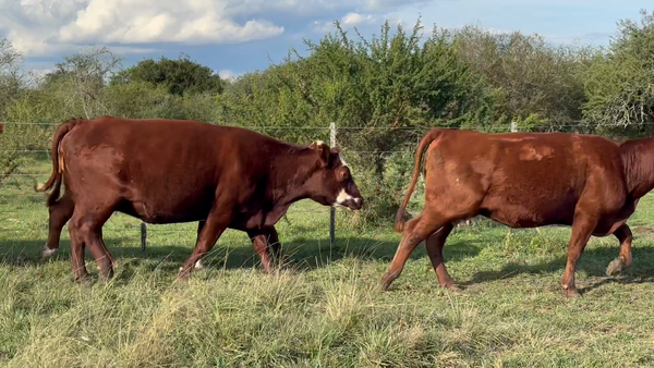 Lote 28 Vacas nuevas Preñadas en Corrientes, Curuzu Cuatia