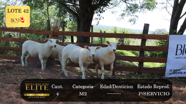 Lote LOTE 42