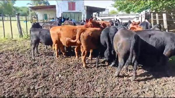 Lote 36 Terneros/as