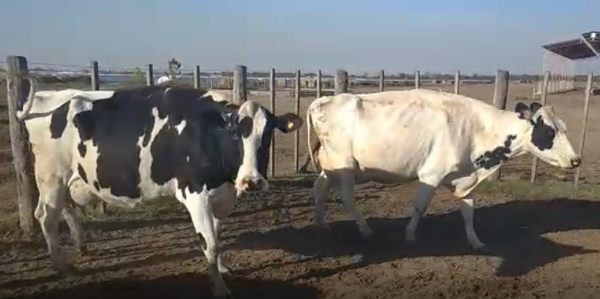 Lote 5 Vacas en Humberto 1º, Santa Fe