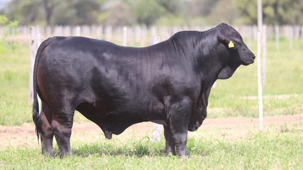 Lote LOTE 76