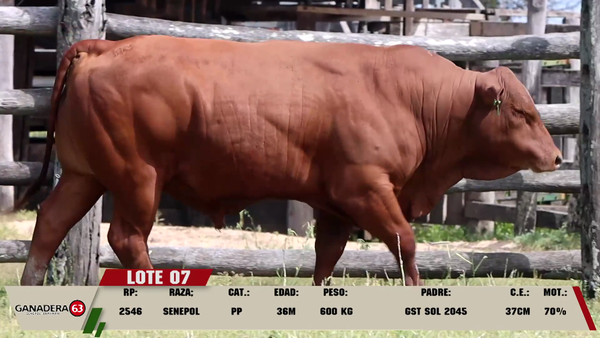 Lote LOTE 7