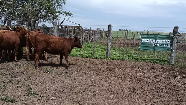 Lote 14 Vaquillonas en Buenos Aires, 30 de Agosto