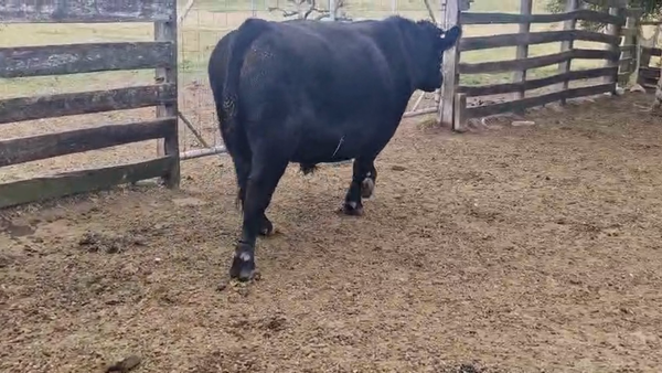 Lote Toros 750kg - , San José