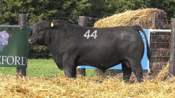 44 -  40070N* — TOROS ANGUS PURO CONTROLADO