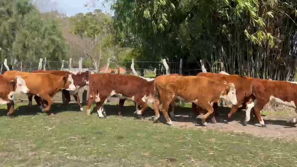 Lote 20 Terneras en Corrientes, Curuzú-Cuatiá