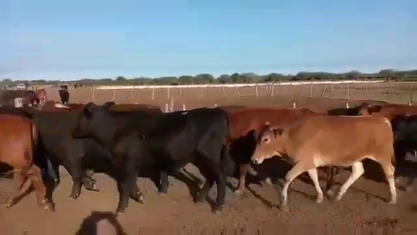 Lote 325 Novillos en Juan José Castelli, Chaco