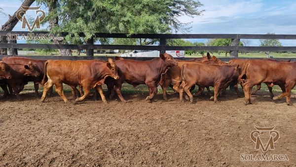 Lote Terneros Cbo 2