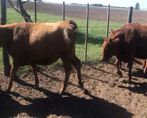 Lote 65 Vaquillonas en Pigüé, Buenos Aires