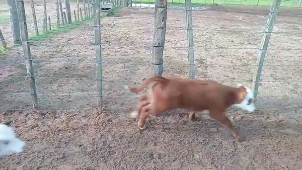 Lote 100 Terneros a término