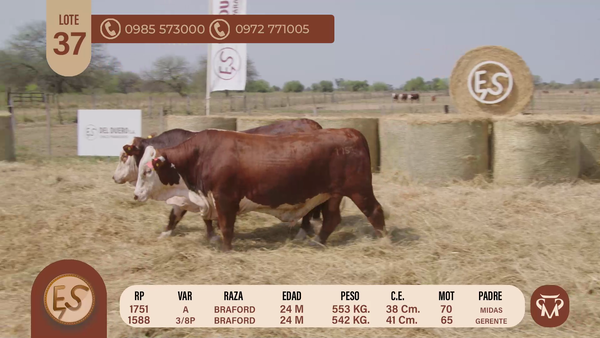 Lote TOROS BRAFORD 24 MESES