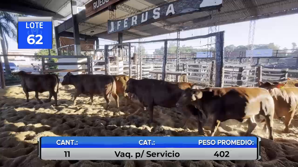 Lote VAQUILLAS BRANGUS REGISTRADAS PARA SERVICIO  -LOTE 62