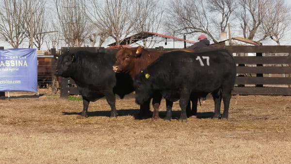 Lote TOROS ANGUS PUROS CONTROLADOS