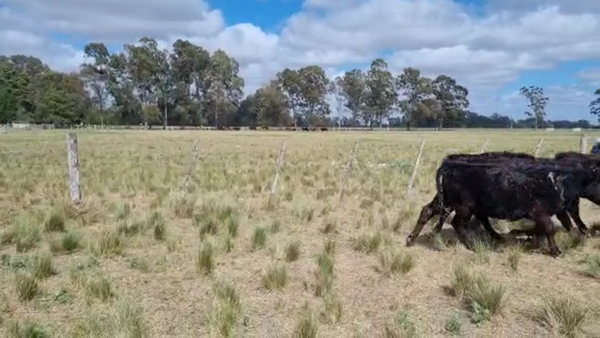 Lote 19 Terneras en Brandsen, Buenos Aires