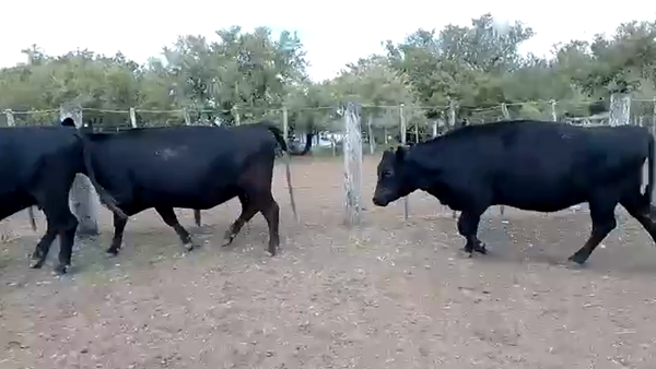 Lote 14 Vacas nuevas C/ gtia de preñez en Dolores, Buenos Aires