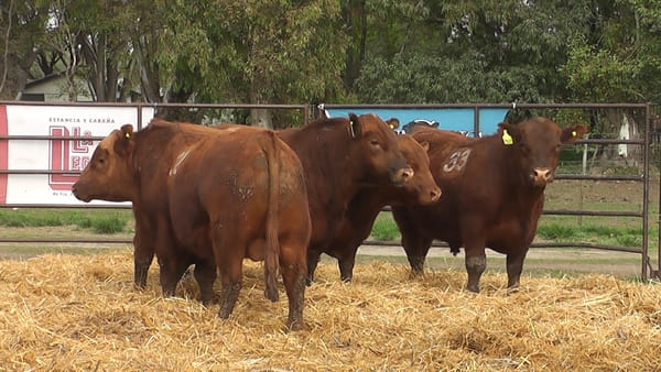 Lote TOROS ANGUS COLORADOS PC