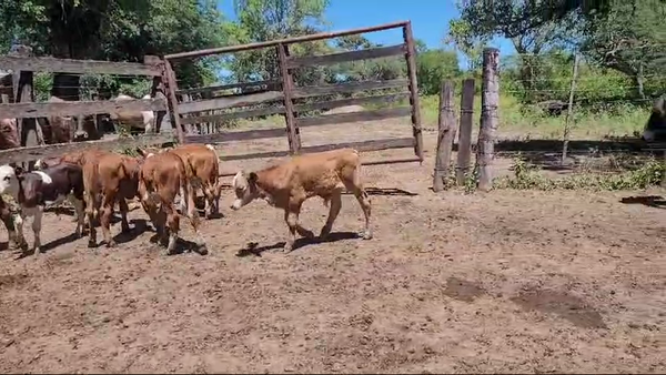 Lote 76 Vacas nuevas C/ cria